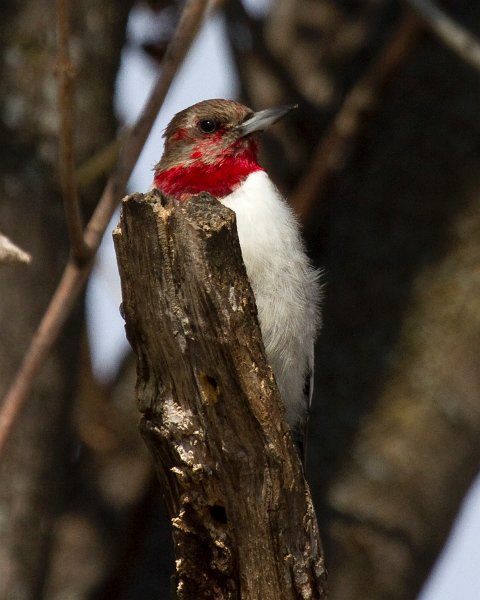 RHWoodpecker-0055