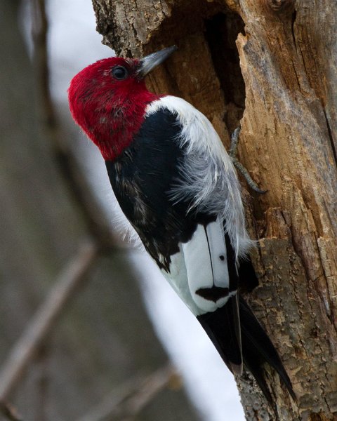 RHWoodpecker-0056