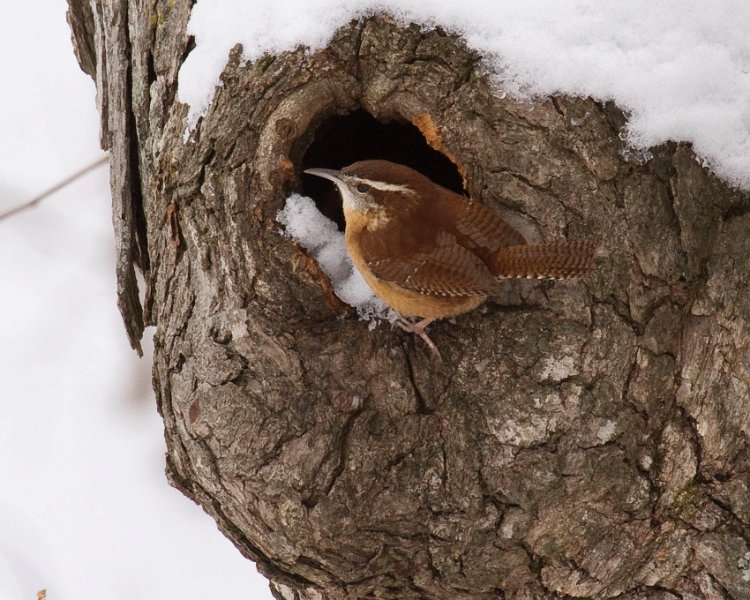 CarolinaWren-0001