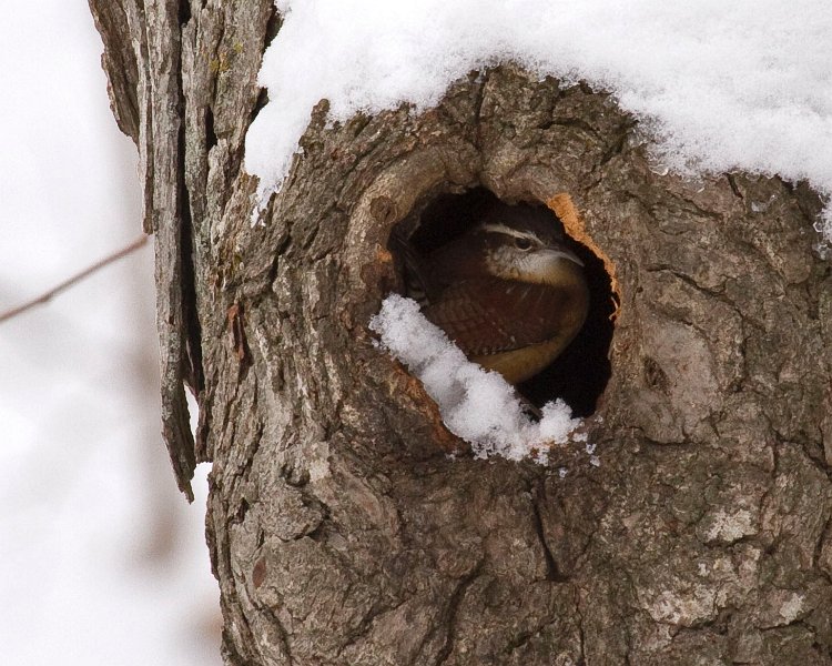 CarolinaWren-0002