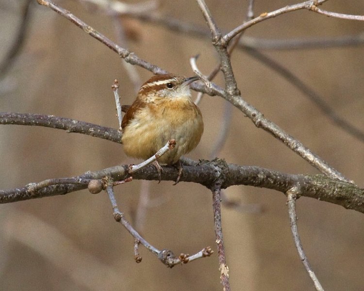 CarolinaWren-0003