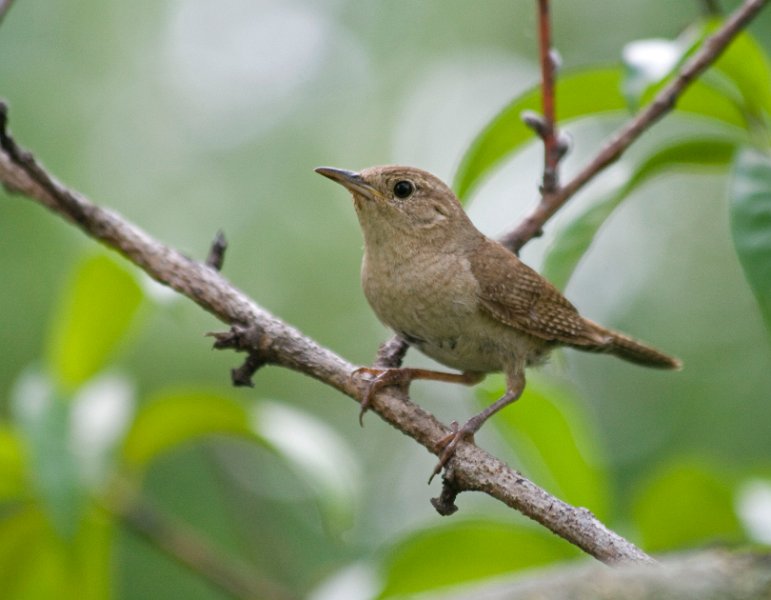 HouseWren-0002