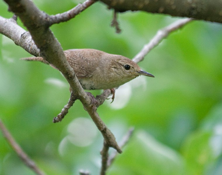 HouseWren-0004