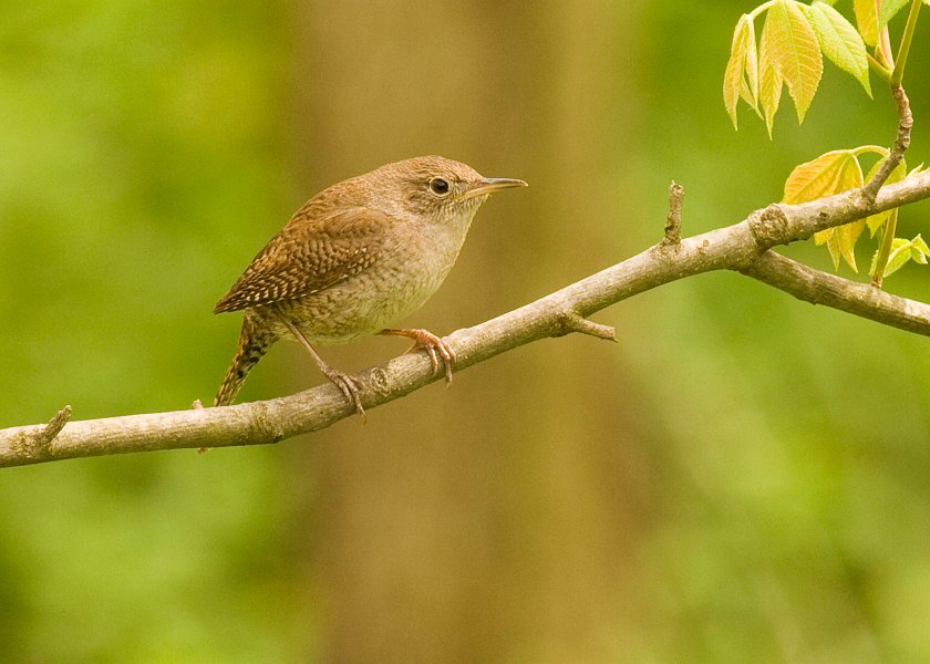 HouseWren-0006