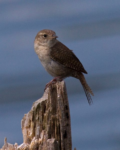 HouseWren-0008