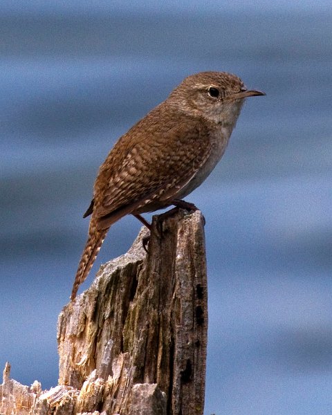 HouseWren-0010