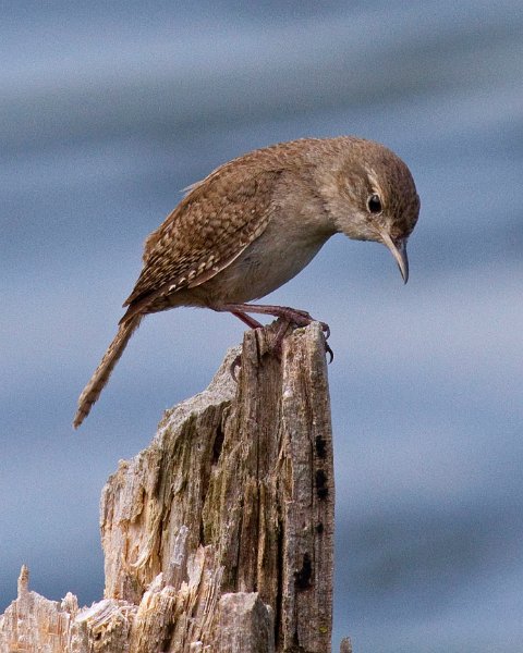 HouseWren-0011