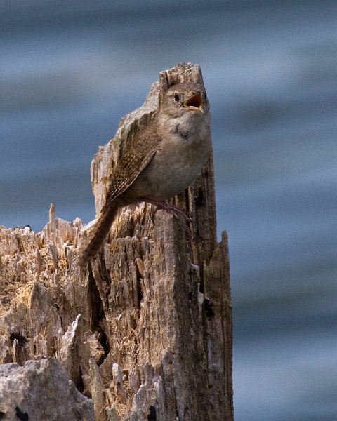 HouseWren-0013