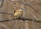 CarolinaWren-0003.jpg