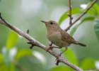 HouseWren-0002.jpg