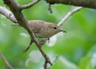 HouseWren-0004.jpg