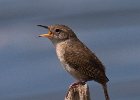 HouseWren-0007.jpg