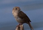 HouseWren-0008.jpg