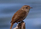 HouseWren-0010.jpg