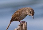 HouseWren-0011.jpg