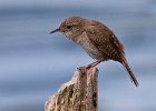 HouseWren-0012.jpg