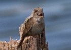 HouseWren-0013.jpg