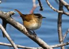 MarshWren-0001.jpg