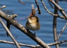 MarshWren-0002.jpg