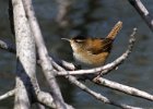 MarshWren-0003.jpg