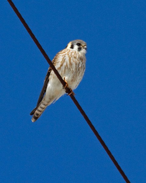 AmKestrel-0128