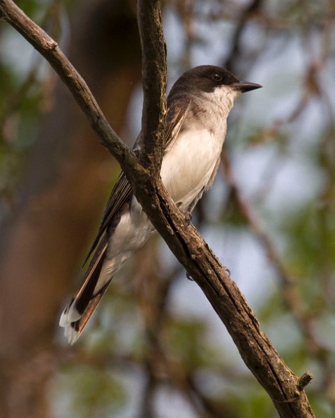 EKingbird-0024