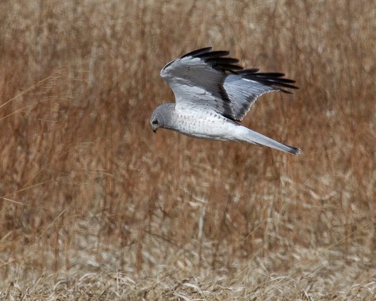 Harrier-0092