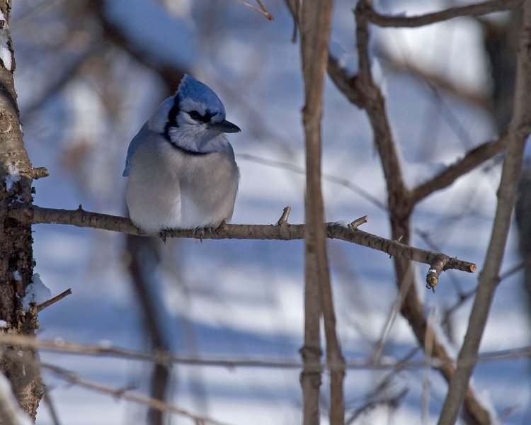 BlueJay-0004