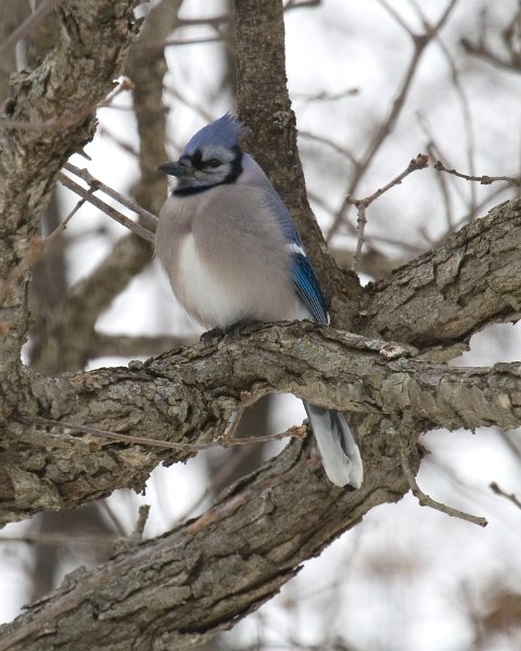 BlueJay-0006