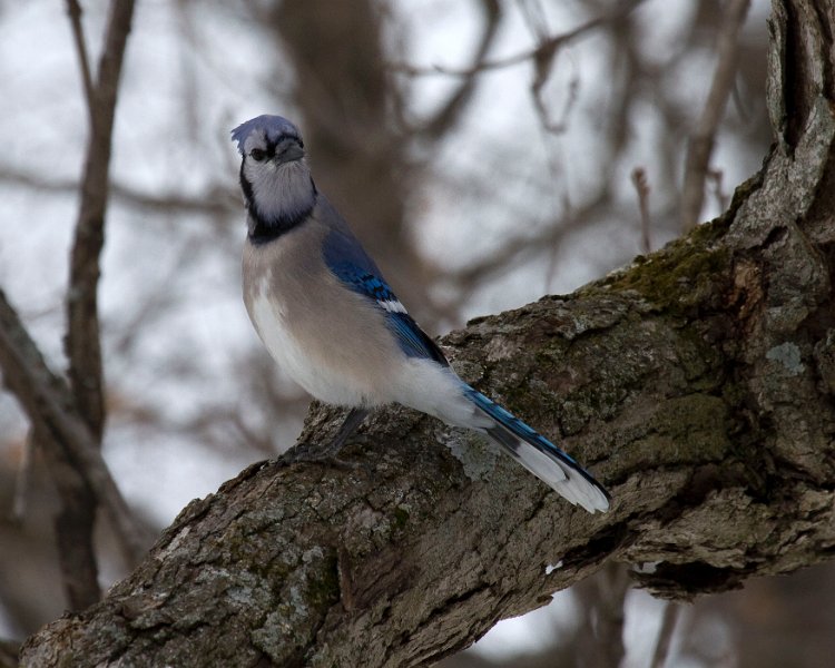 BlueJay-0036