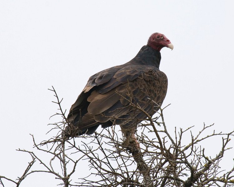 TurkeyVulture-0009